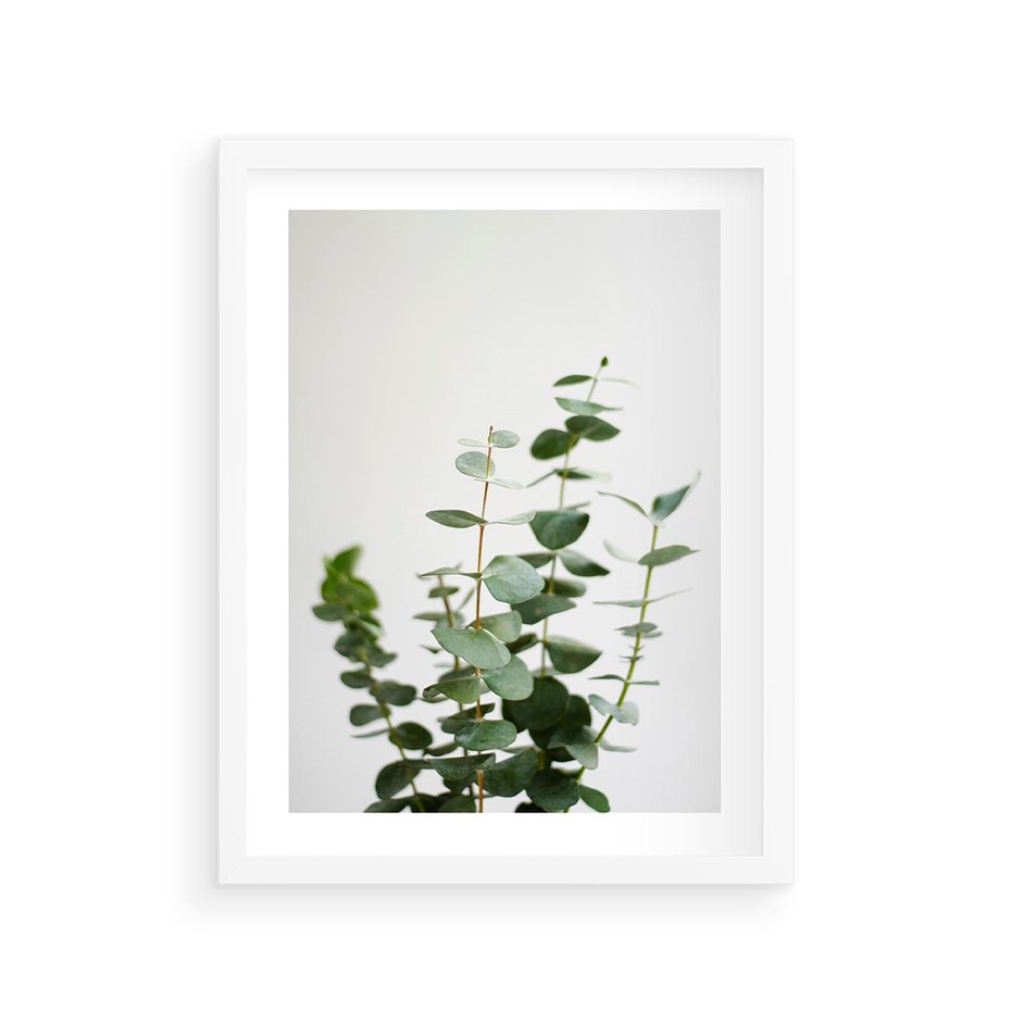 Plakat w ramie 30x40 - Żywa eukaliptusowa zieleń - eukaliptus, zielone - rama biała