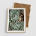 Plakat w ramie 50x70 - Zielona Uroda Sukulentów - sukulenty, zielone liście - rama drewno