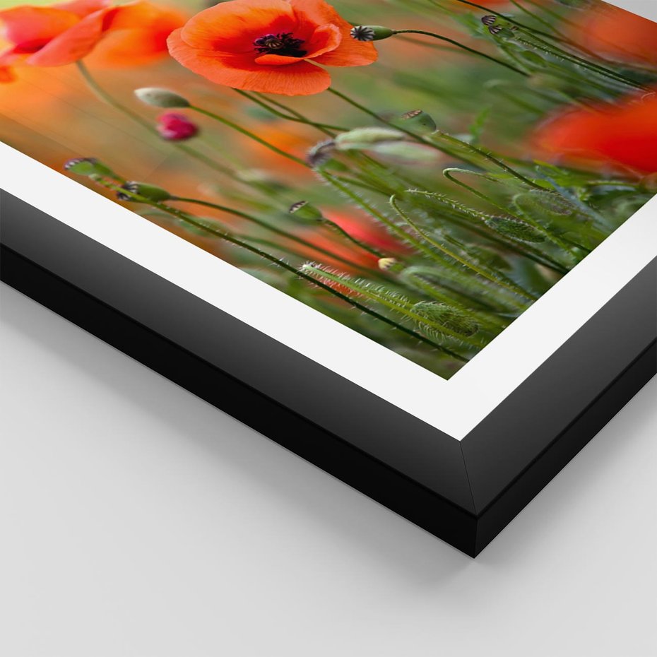 Plakat w ramie 40x50 - Makowa Pasja - maki, kwiaty - rama czarna