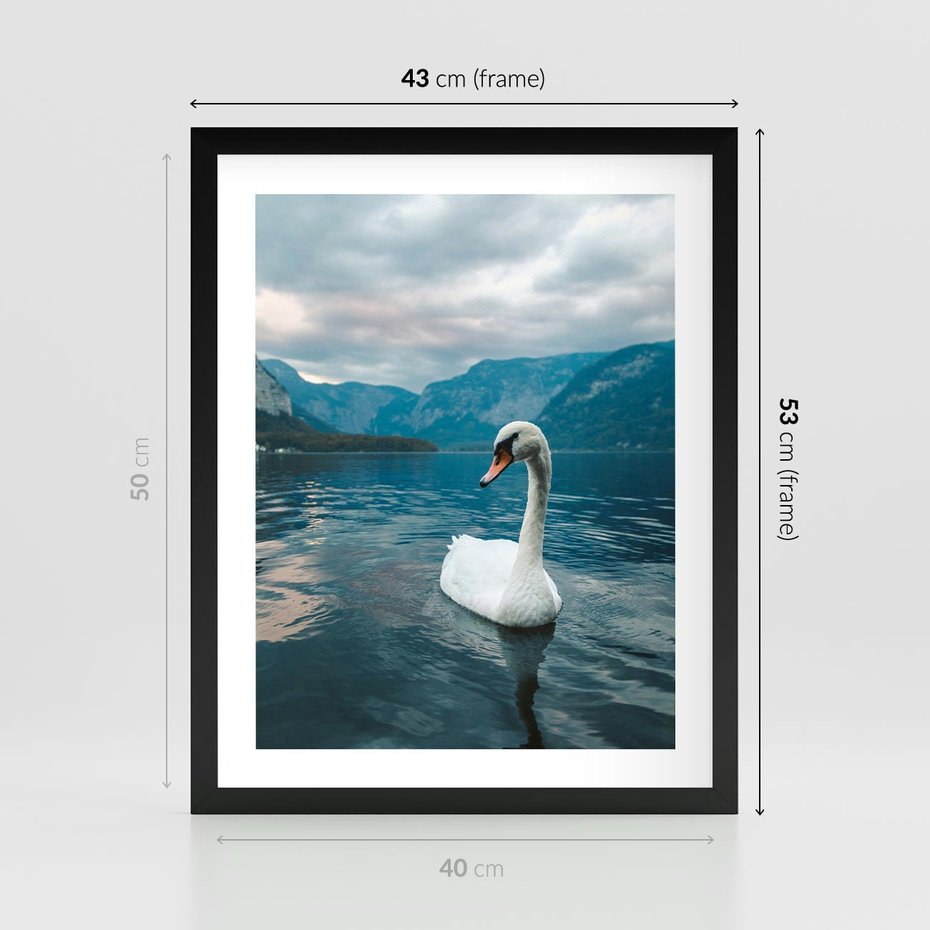 Plakat w ramie 40x50 - Łabędzi Śpiew - fotografia, plakat - rama czarna
