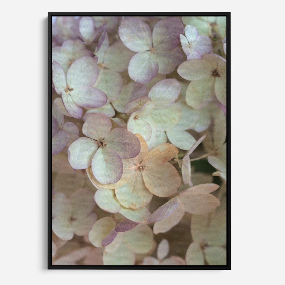 Obraz w ramie 70x100 - Kwiatowy taniec - kwiaty, hortensje - rama czarna