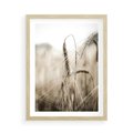 Plakat w ramie 50x70 - Kłosy Pszenicy w Sepii - zboże, kłos pszenicy - rama drewno