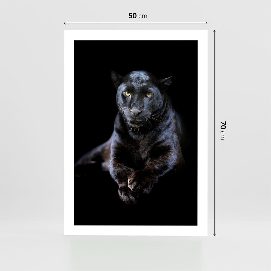 Plakat bez ramy 50x70 - Czarna pantera: majestat i siła - czarna, pantera
