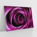 Obraz na płótnie 120x80 - piękno w delikatności - róża, kwiat