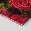 Obraz na płótnie 70x100 - Piękno róż: delikatność natury - róże, kwiaty