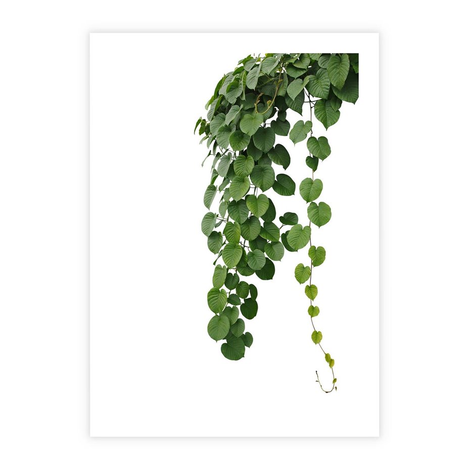Plakat bez ramy 30x40 - Świeżość Natury - liście, zielone