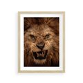 Plakat w ramie 30x40 - Władca Sawanny - lew, sawanna - rama drewno