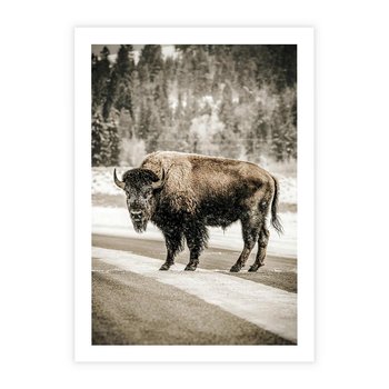 Plakat bez ramy 40x50 - Spotkanie z Żubrem na Leśnej Drodze - żubr, las