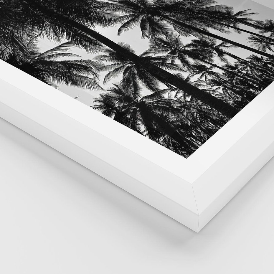 Plakat w ramie 40x50 - Mono Tropiki - palmy, drzewa palmowe - rama biała