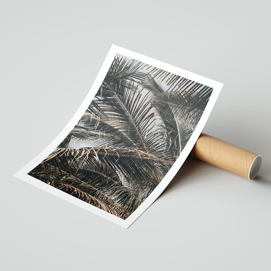 Plakat bez ramy 30x40 - Liściaste Palmy - palmy, drzewa palmowe