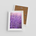 Plakat w ramie 30x40 - Fioletowa harmonia lawendy - lawenda, fiolet - rama biała