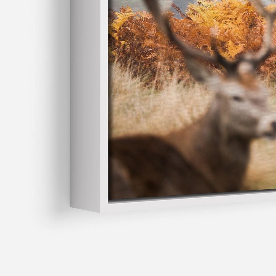 Obraz w ramie 80x80 - Malownicza Harmonia - jelenie, jesień - rama biała