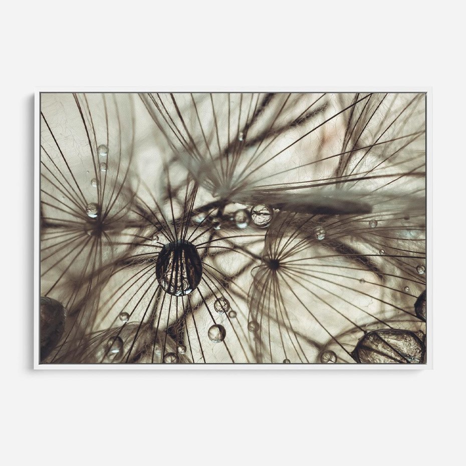 Obraz w ramie 70x50 - Lekkie dmuchawce - dmuchawce, krople - rama biała