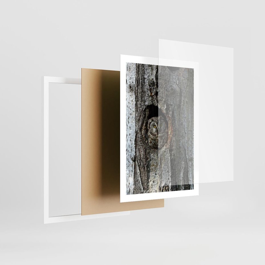 Plakat w ramie 50x70 - Tajemniczy W świecie Nocy - sowa, dziupla - rama biała