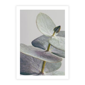 Plakat bez ramy 40x50 - Zbliżenie Liści Eukaliptusa - eukaliptus, zbliżenie