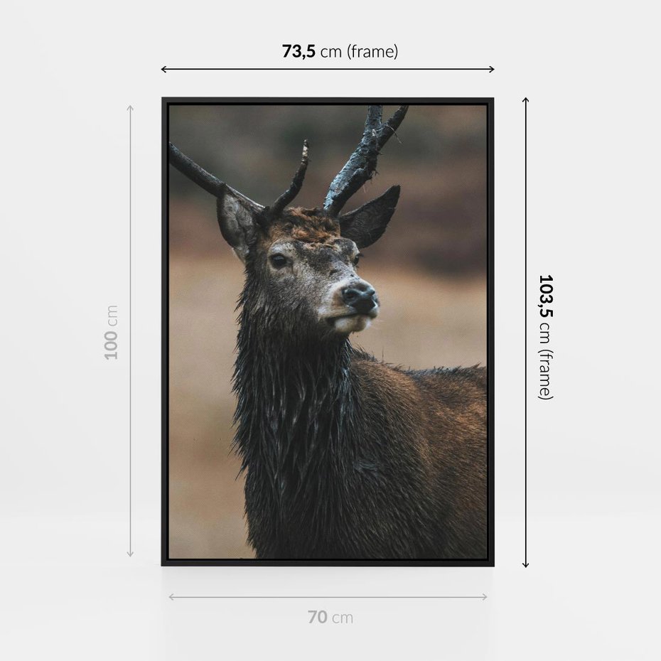 Obraz w ramie 70x100 - Spokojny jeleń - jeleń, las - rama czarna