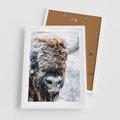 Plakat w ramie 50x70 - Żubr w Krainie Śniegu - żubr, zima - rama biała