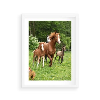 Plakat w ramie 30x40 - Galopujące konie - konie, galop - rama biała