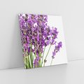 Obraz na płótnie 40x40 - Pola lawendy w pełnym rozkwicie - lawenda, kwiaty