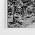 Obraz w ramie 50x50 - Mroczna Ścieżka Tropików - czarno biała fotografia, ścieżka pośród palm - rama biała