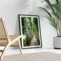 Plakat bez ramy 50x70 - Spacer ścieżką przez brzozowy las - las, ścieżka