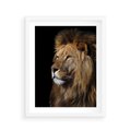 Plakat w ramie 40x50 - Władca Dzikiej Przyrody - lew, król - rama biała
