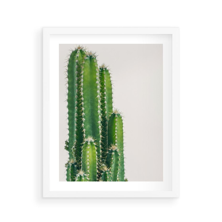 Plakat w ramie 40x50 - Minimalistyczne Kaktusy na Białym Tle - kaktusy, minimalistyczna fotografia - rama biała