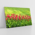 Obraz na płótnie 120x80 - Tulipanowy raj - kwiat, kwiaty