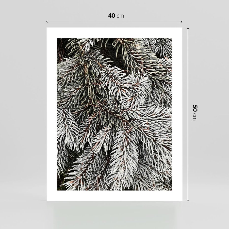 Plakat bez ramy 40x50 - Cisza Zimowej Natury - zima, iglaste gałązki