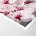 Plakat bez ramy 21x30 - Kwitnąca Wiśnia - kwiaty, kwitnąca
