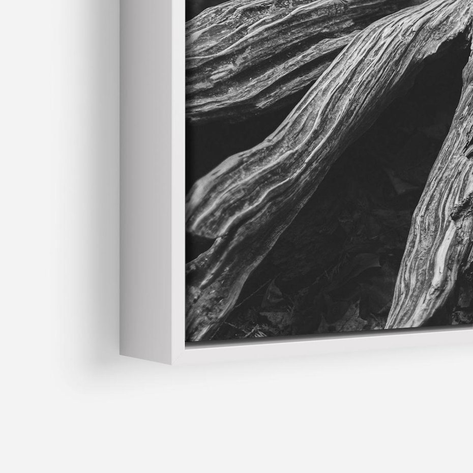Obraz w ramie 80x80 - Siła Natury - czarno biała fotografia, korzenie wielkiego drzewa - rama biała
