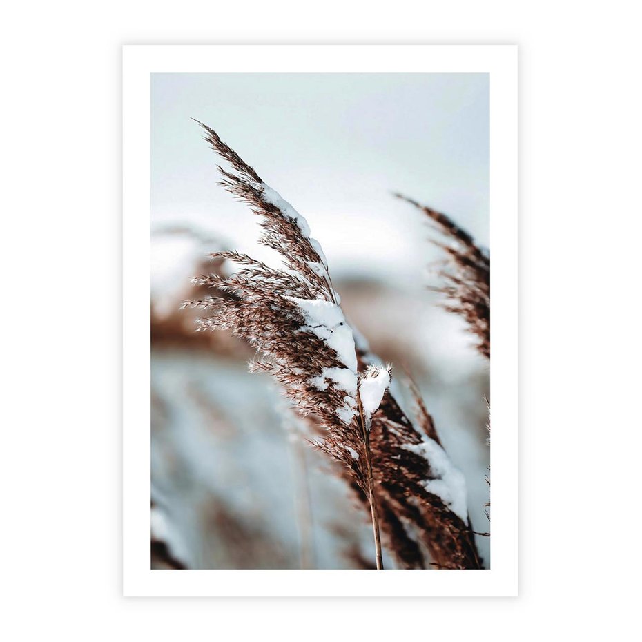 Plakat bez ramy 21x30 - Zima na Suchych Trawach - suche trawy, śnieg wysokich na trawach