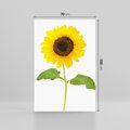 Obraz na płótnie 70x100 - Słoneczniki - Kwiaty Radości - słonecznik, kwiat