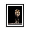 Plakat w ramie 40x50 - Lew: dzikie piękno natury - lew, dzikie - rama czarna