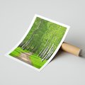 Plakat bez ramy 21x30 - Spacer Ścieżką w Urokliwym Lesie - las, ścieżka