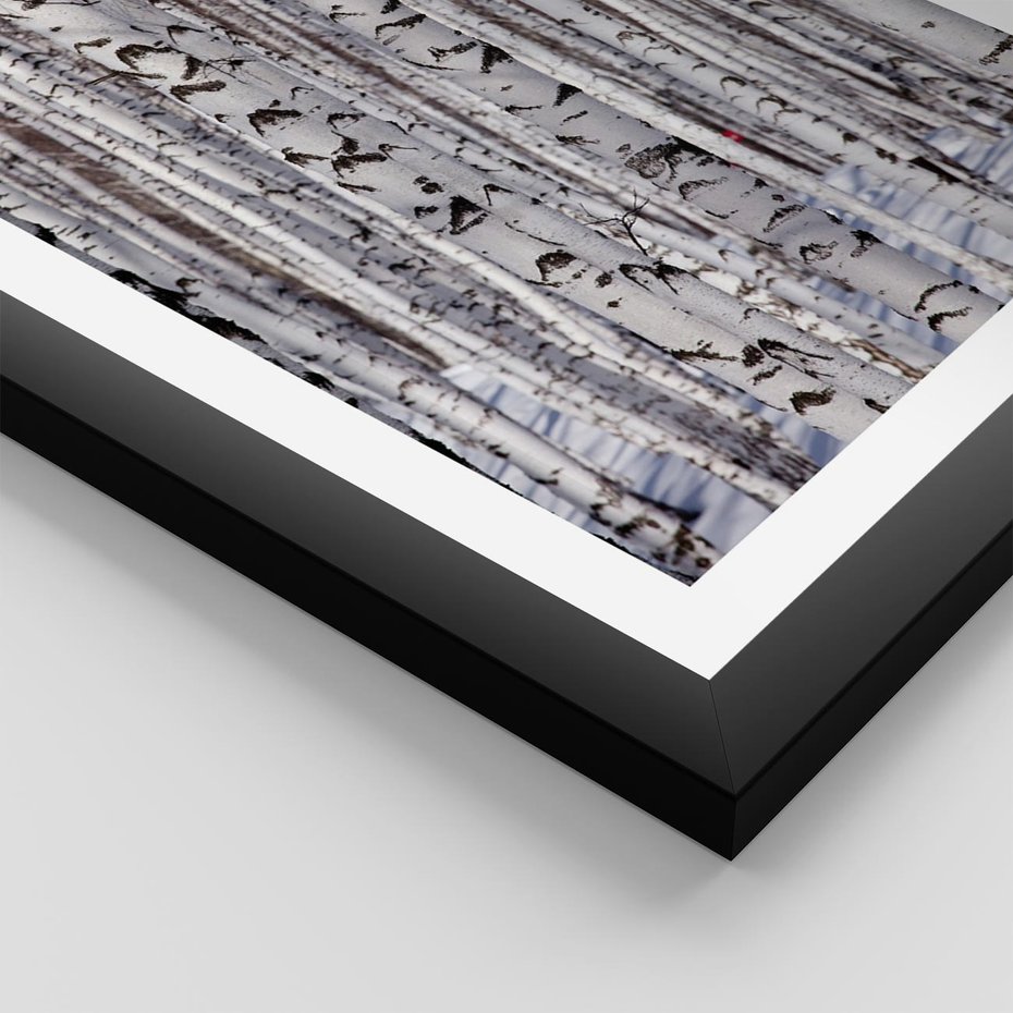 Plakat w ramie 30x40 - Lśniące Brzozy - brzozy, las - rama czarna