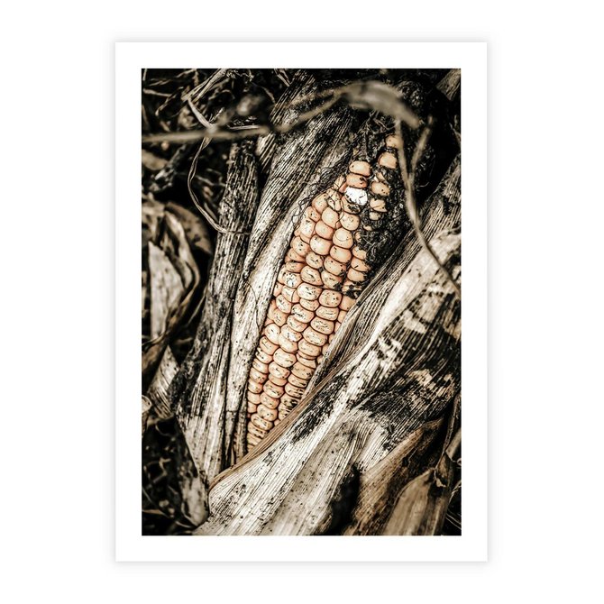 Plakat bez ramy 21x30 - Kukurydza w Jesiennej Scenie - kukurydza, jesień