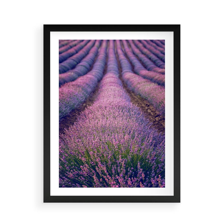 Plakat w ramie 50x70 - Pole Lawendy w Pełnej Krasie - pole lawendy, kompozycja - rama czarna