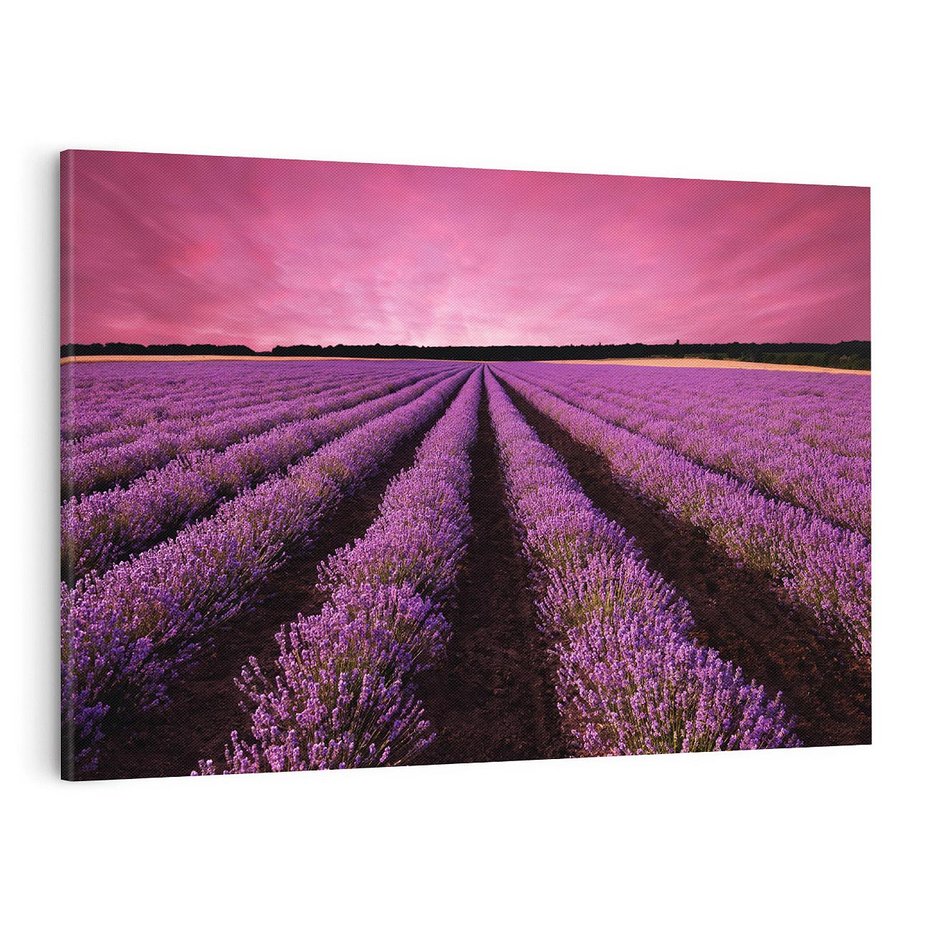 Obraz na płótnie 120x80 - Pola lawendy w pełnym rozkwicie - Lawenda, krajobraz