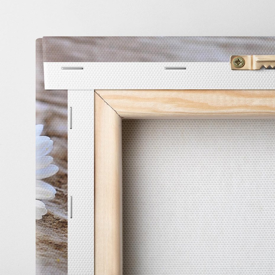 Obraz na płótnie 100x50 - Stokrotkowa Delikatność - stokrotka, kwiaty