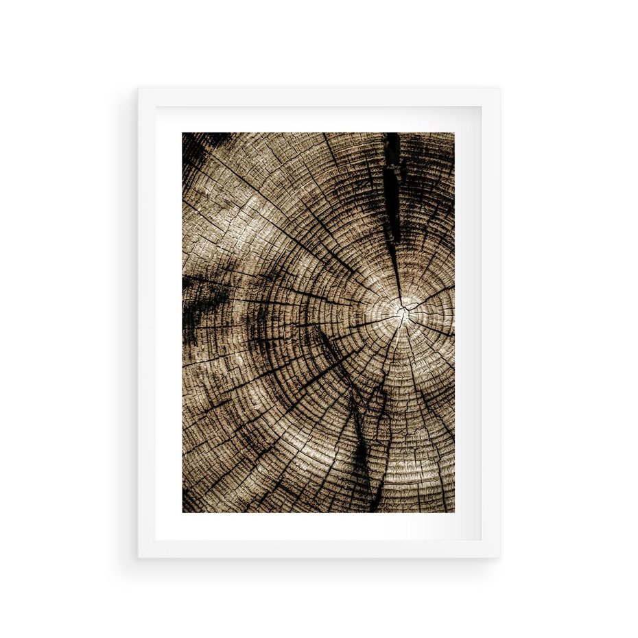 Plakat w ramie 30x40 - Natura Pod Lupą - pień drzewa, przekrój - rama biała