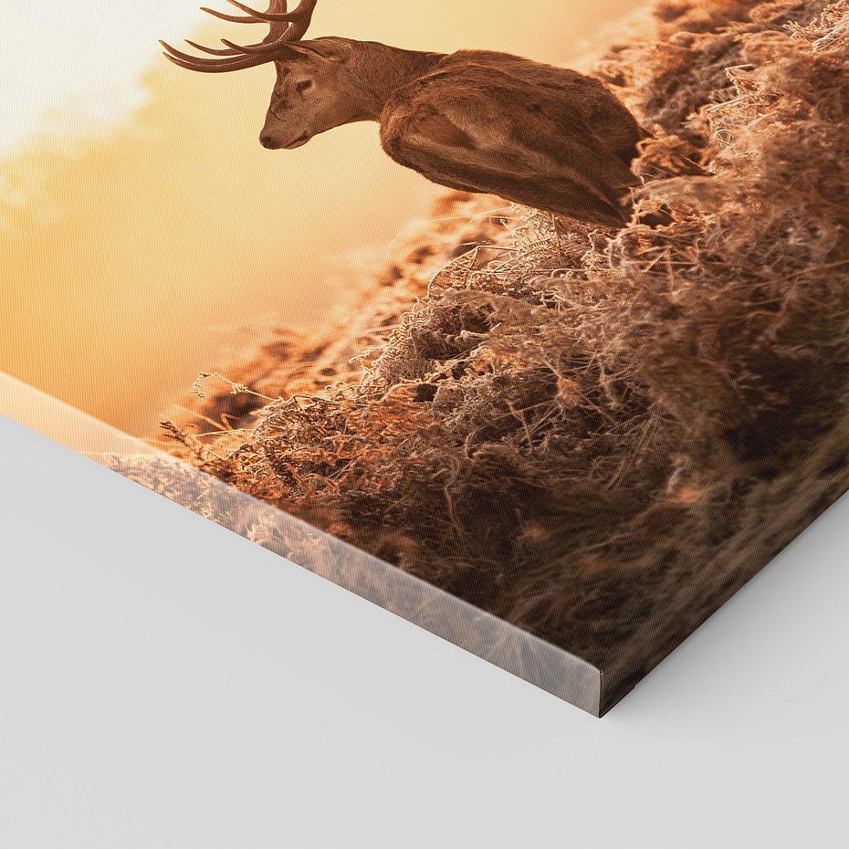 Obraz na płótnie 50x50 - Magia jesiennego słońca: Jeleń w promieniach - jeleń, jesień