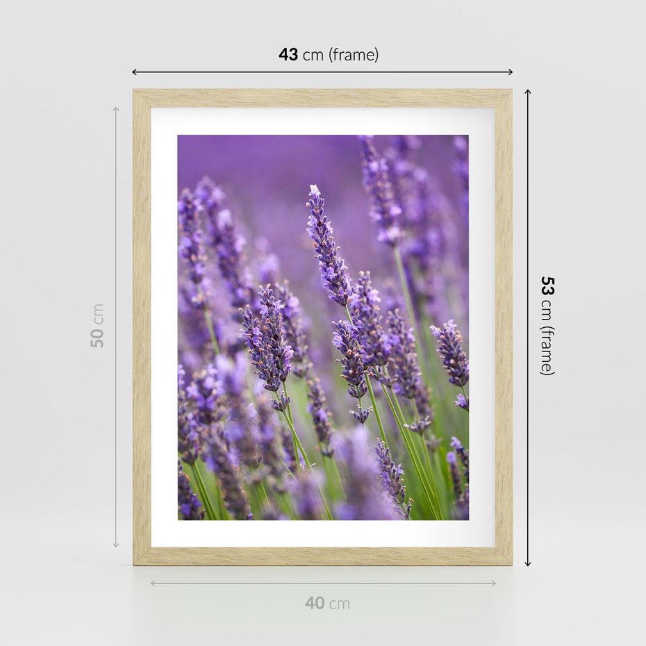 Plakat w ramie 40x50 - Urok lawendy - lawenda, kwiaty - rama drewno