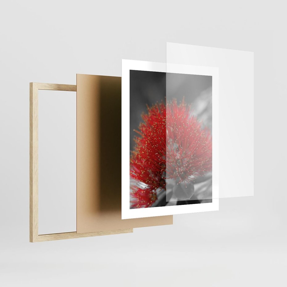 Plakat w ramie 40x50 - Ukwiał na rafie koralowej - ukwiał, rafa - rama drewno