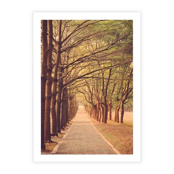 Plakat bez ramy 21x30 - Wędrówka między drzewami - droga, drzewa