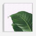 Obraz w ramie 80x80 - Zielone liście monstery - liście, monstera - rama biała