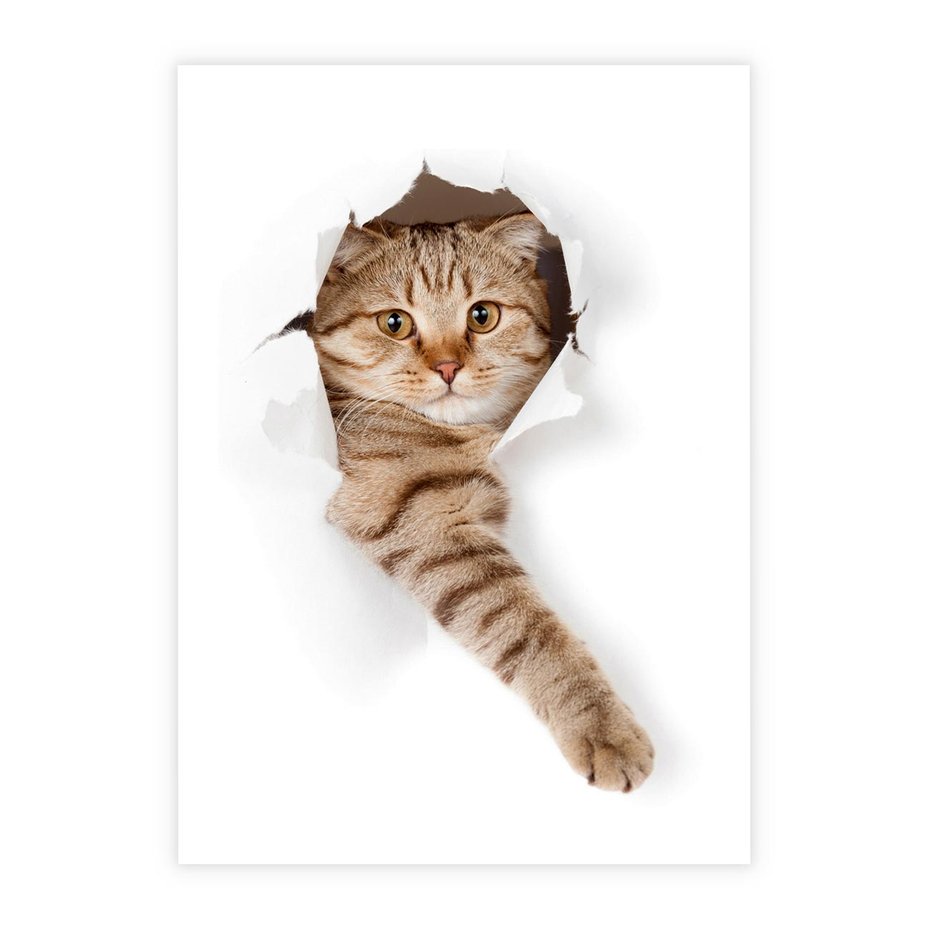 Plakat bez ramy 30x40 - Kot w Dziurze - kot, dziura