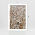 Plakat bez ramy 50x70 - Beżowa Trawa - suche trawy, zbliżenie