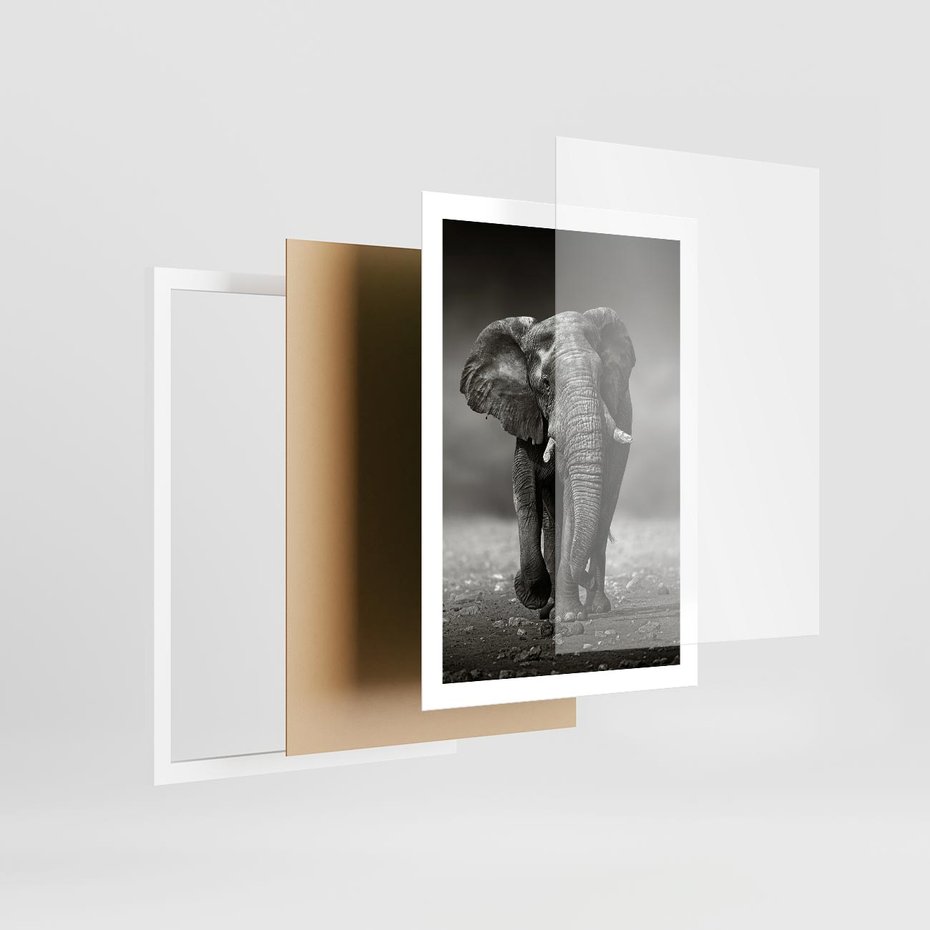 Plakat w ramie 50x70 - Majestatyczny słoń Afryki - słoń, Afryka - rama biała