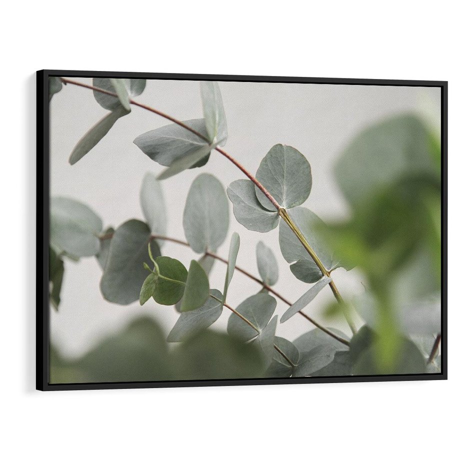 Obraz w ramie 70x50 - Liście eukaliptusa w naturze - eukaliptus, liście - rama czarna